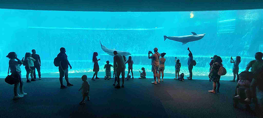 热那亚水族馆第 12 张图片