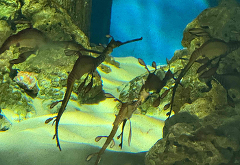 新加坡海洋生态馆第 156 张图片