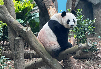 新加坡动物园第 56 张图片