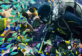 三亚亚特兰蒂斯失落的空间水族馆第 125 张图片