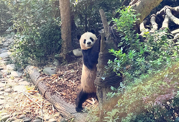 熊猫谷第 69 张图片