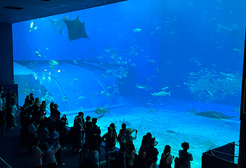 冲绳美丽海水族馆第 118 张图片