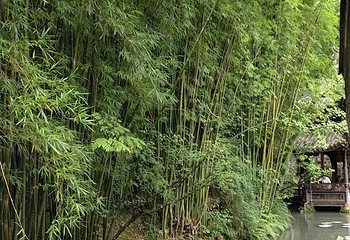 眉山三苏祠博物馆第 60 张图片