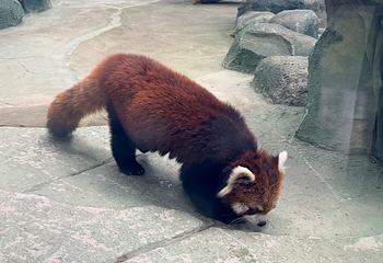 绵阳中华大熊猫苑第 15 张图片