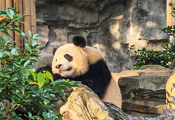 成都大熊猫繁育研究基地第 194 张图片