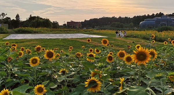 大塘金薰衣草庄园-露营地