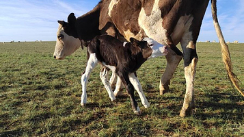 布勒格河草原营地