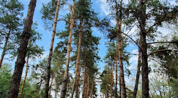 Sosnovaya Alleya Na Atakente