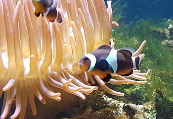 水族馆－水上动物园第 26 张图片