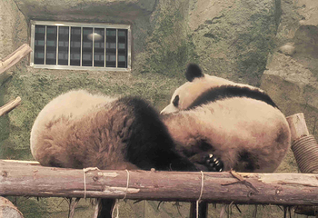 成都大熊猫繁育研究基地第 631 张图片