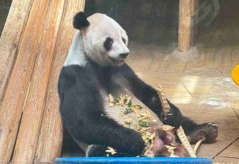 深圳野生动物园第 148 张图片