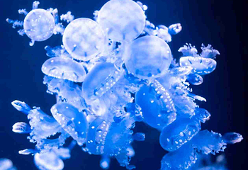三亚亚特兰蒂斯失落的空间水族馆第 123 张图片