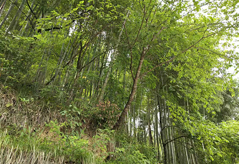 木坑竹海第 40 张图片
