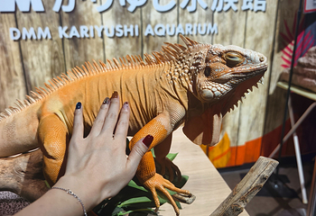 DMM Kariyushi水族馆第 7 张图片