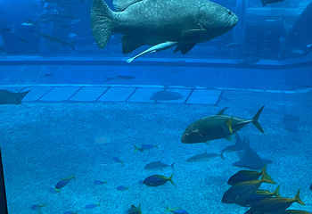 冲绳美丽海水族馆第 117 张图片