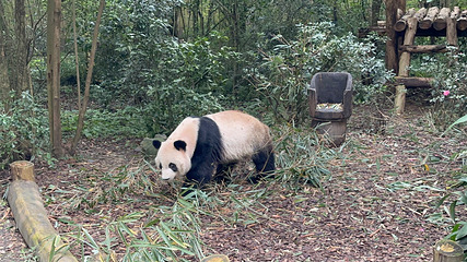 成都大熊猫繁育研究基地第 188 张图片
