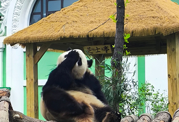 太阳岛大熊猫馆第 18 张图片