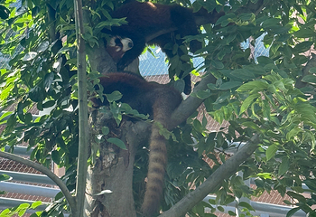 成都大熊猫繁育研究基地第 618 张图片