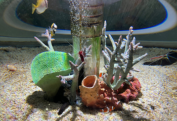 大阪海游馆第 42 张图片