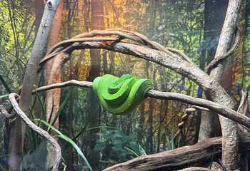 凯恩斯水族馆第 40 张图片