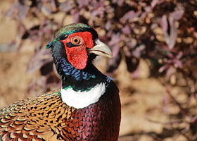 迪拜野生动物园