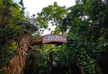 海南百花岭热带雨林文化旅游区第 46 张图片
