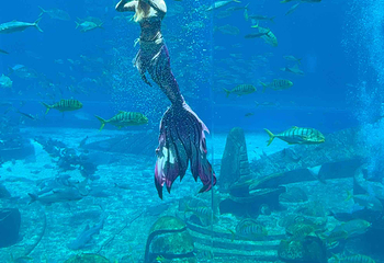 三亚亚特兰蒂斯失落的空间水族馆第 185 张图片