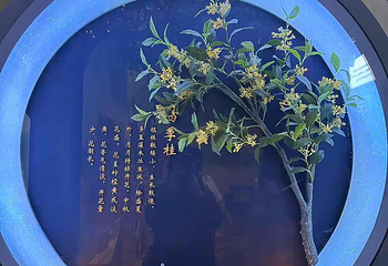 桂花公社第 30 张图片