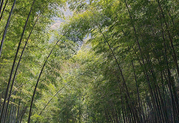 宜兴竹海风景区第 18 张图片