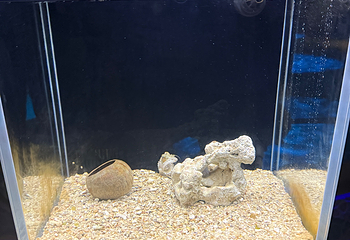 三亚亚特兰蒂斯失落的空间水族馆第 249 张图片