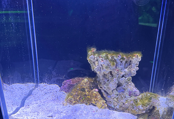 三亚亚特兰蒂斯失落的空间水族馆第 265 张图片
