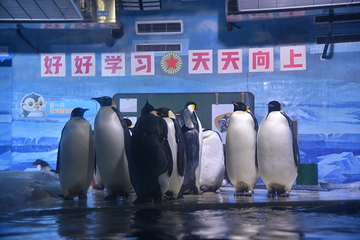 老虎滩海洋公园第 90 张图片
