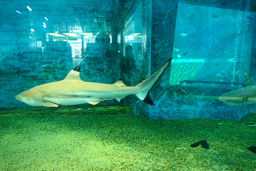 箱根园水族馆第 12 张图片