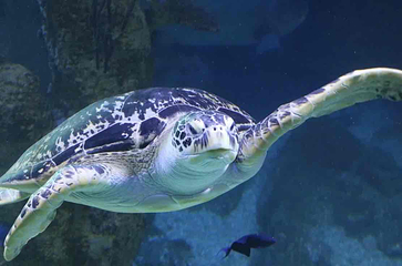 水族馆－水上动物园第 23 张图片