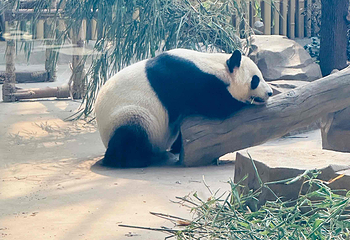 成都大熊猫繁育研究基地第 434 张图片