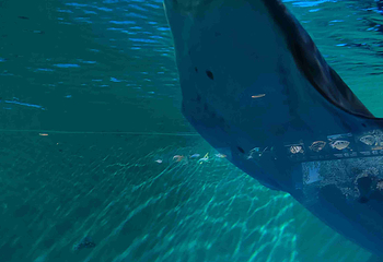 上海海洋水族馆第 199 张图片
