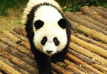成都大熊猫繁育研究基地第 505 张图片