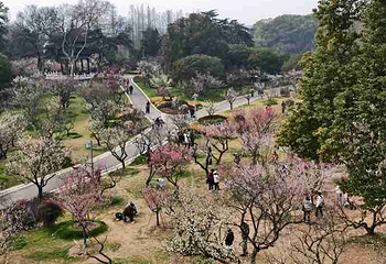 东湖梅园第 15 张图片