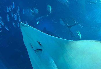 冲绳美丽海水族馆第 93 张图片