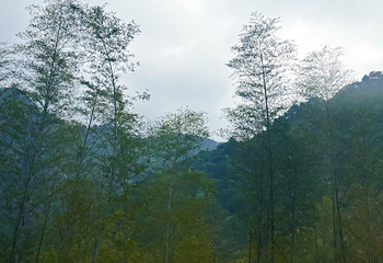 九华山风景区第 145 张图片