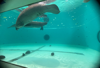 冲绳美丽海水族馆第 126 张图片