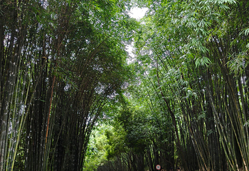 成都大熊猫繁育研究基地第 359 张图片