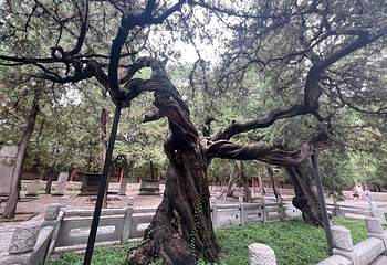 岱庙第 46 张图片