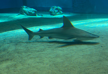 冲绳美丽海水族馆第 230 张图片