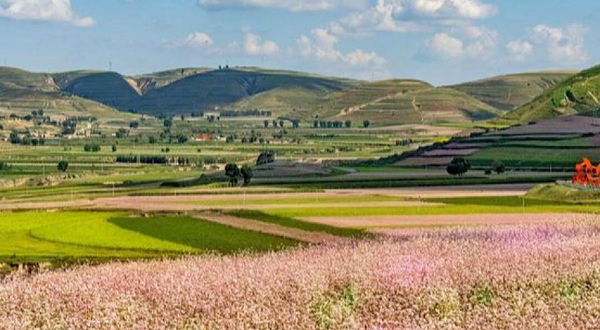 白于山田园花海旅游区