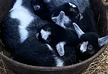Roves Farm第 12 张图片