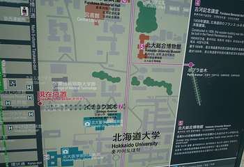 北海道大学银杏大道第 10 张图片