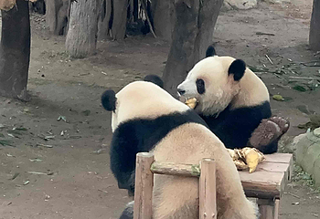 重庆动物园第 189 张图片