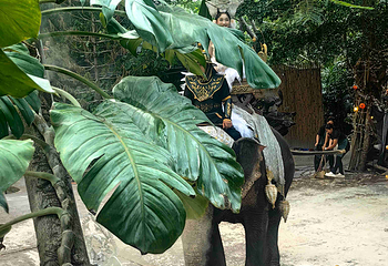 芭堤雅大象村第 23 张图片