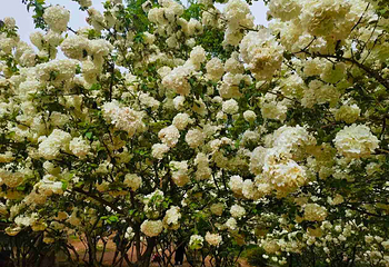 成都植物园第 29 张图片